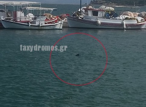 Μαγνησία: Πανικός σε πολυσύχναστη παραλία λόγω του ξιφία που βλέπετε – Άνδρες του λιμενικού πρόλαβαν να τραβήξουν τις φωτογραφίες που θα δείτε!