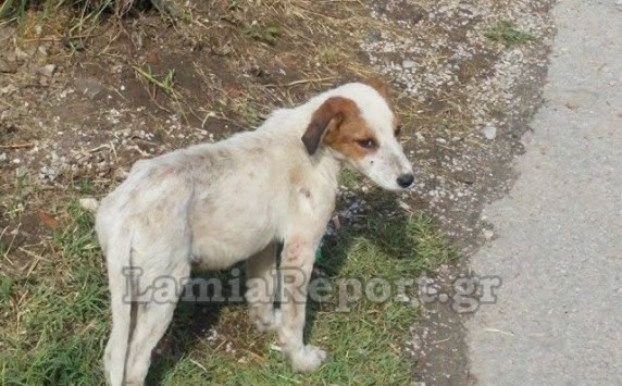 Λαμία: Πυροβόλησε το σκυλάκι που βλέπετε μπροστά στα μάτια μικρών παιδιών – Οργή για τον δράστη (Φωτό)!
