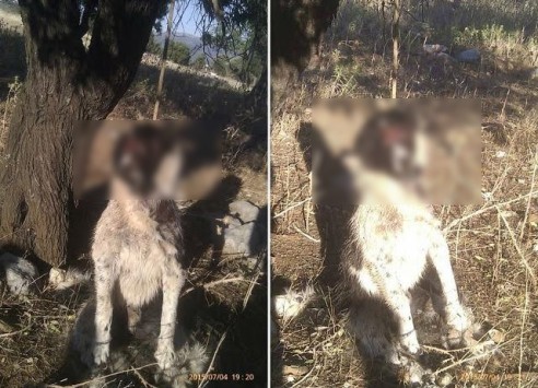 Εύβοια: Οι εικόνες της κτηνωδίας στην Ερέτρια – Κρέμασαν σκύλο σε δέντρο και τον άφησαν να πεθάνει!