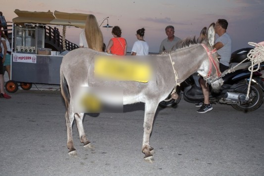 Το μήνυμα στο μόριο του γαϊδάρου που έγινε viral – Δείτε τις φωτογραφίες που κάνουν θραύση σε facebook και twitter!