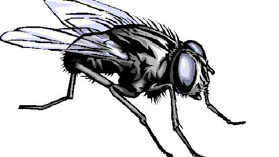 fly-FOCUS