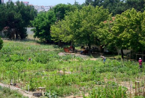 Αυτή είναι η πιο προσοδοφόρα ΚΑΛΛΙΕΡΓΕΙΑ!!!! …έως 12.000 ευρώ το στρέμμα???