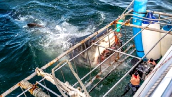 shark-focus