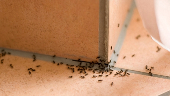 ants-focus