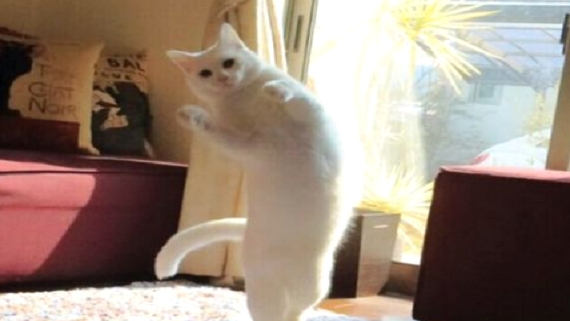 cat-focus