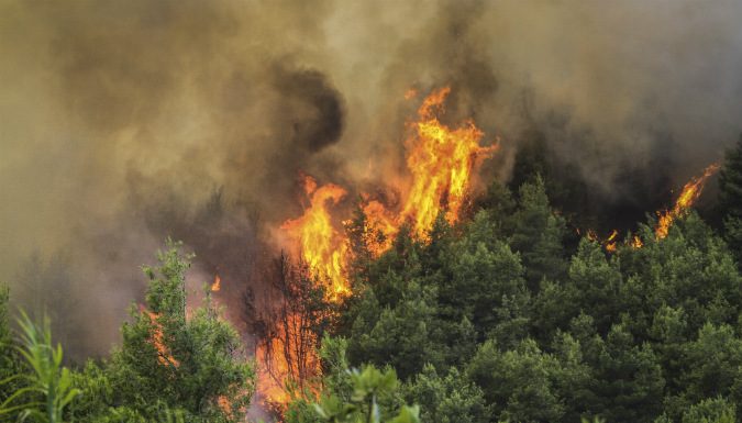 Aνεξέλεγκτη φωτιά σε δάσος στην Χαλκιδική