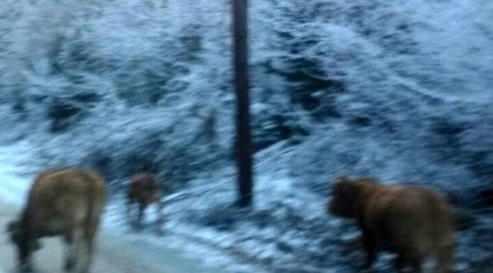 Τρίκαλα: Αγελάδες κάνουν «βόλτα» στους χιονισμένους δρόμους και τρώνε το αλάτι (Βίντεο)