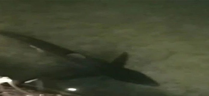 Τρόμος στο Λουτράκι με καρχαρία δύο μέτρων που κολυμπάει στα αβαθή! (Βίντεο)
