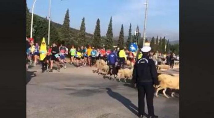 Τσοπάνης και πρόβατα τρέχουν βολίδα την ώρα του Μαραθωνίου – Αποσβολωμένοι κοιτούν οι αθλητές (Βίντεο)