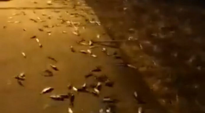 Πρέβεζα: Η στιγμή που εκατοντάδες ψάρια αρχίζουν να πετάγονται από τη θάλασσα στη στεριά – video
